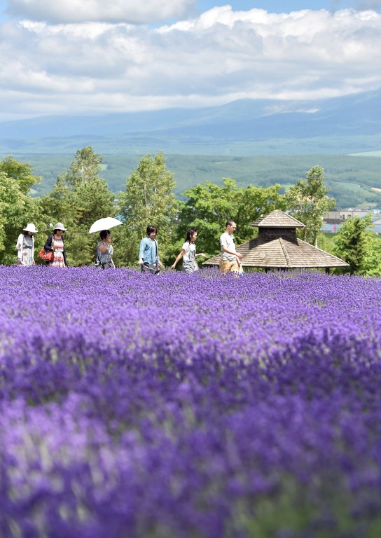 Lavender fields in Hokkaido, Japan (Photo by Kotaro Numata / Yomiuri / The Yomiuri Shimbun)